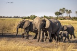 Tubu Tree - Elephant family3